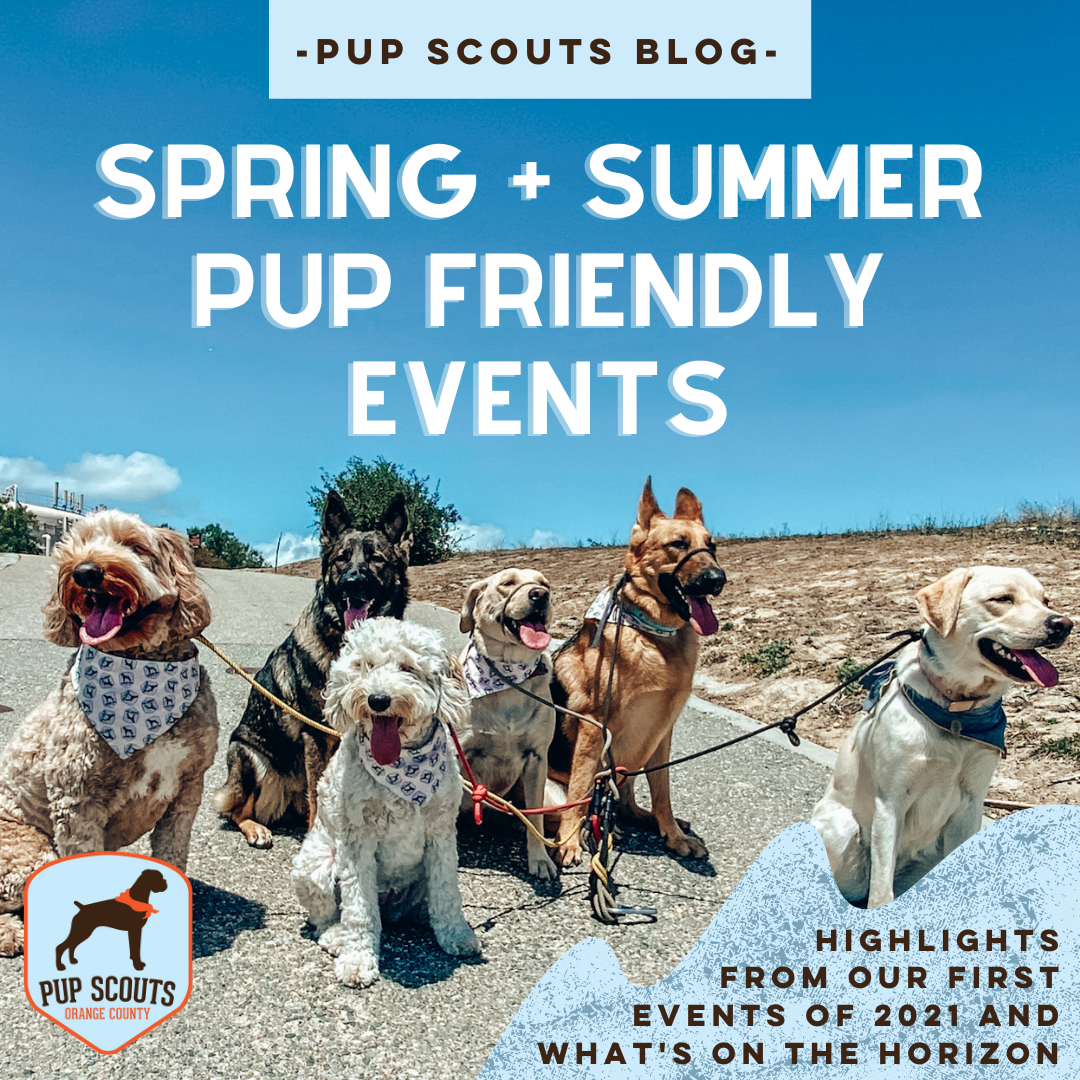 summer pup friendly events