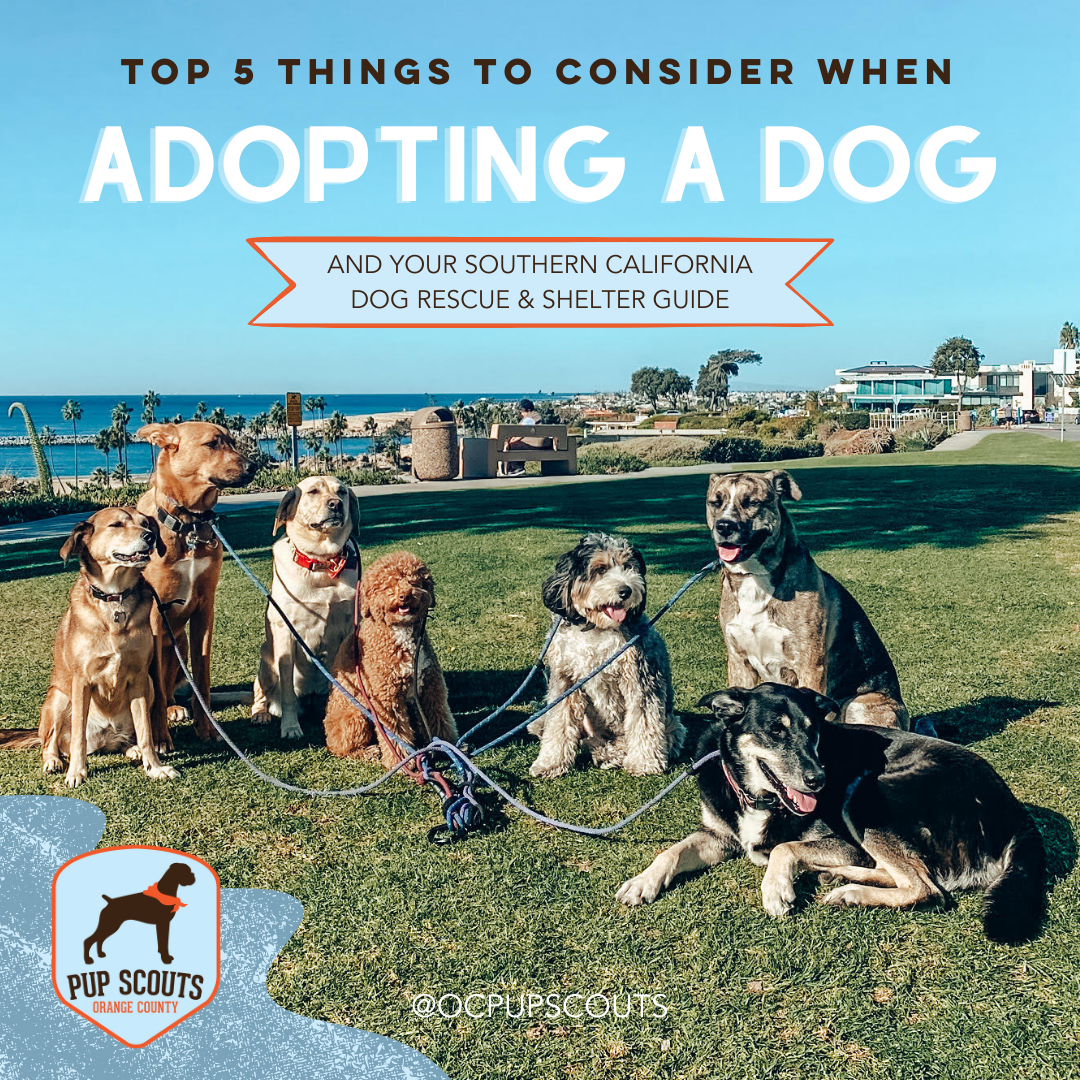 adopting a dog