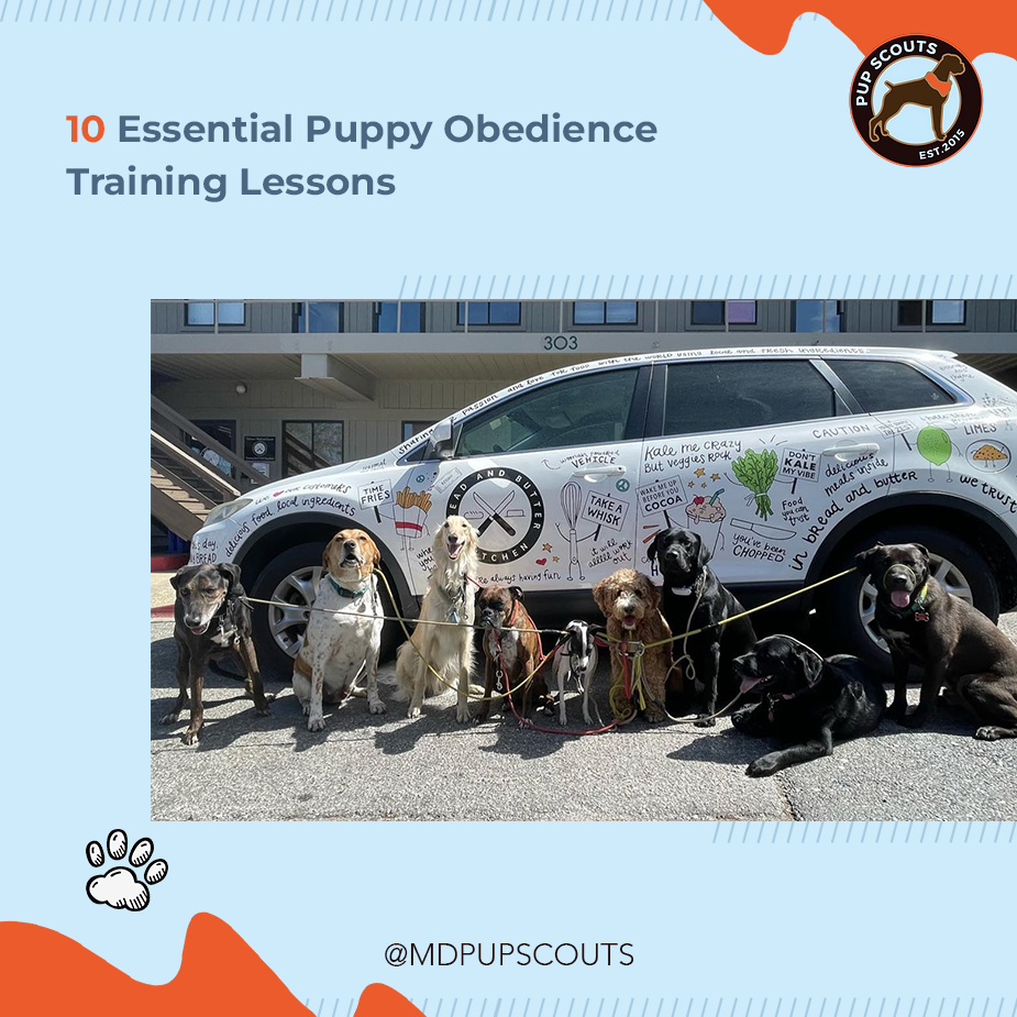 10 Puppy Obedience Training Lessons