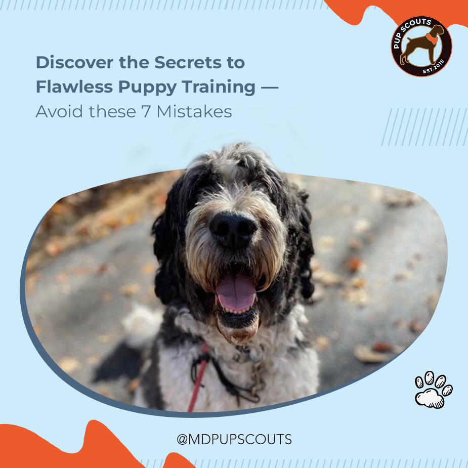 7 Puppy Training Pitfalls You Must Avoid
