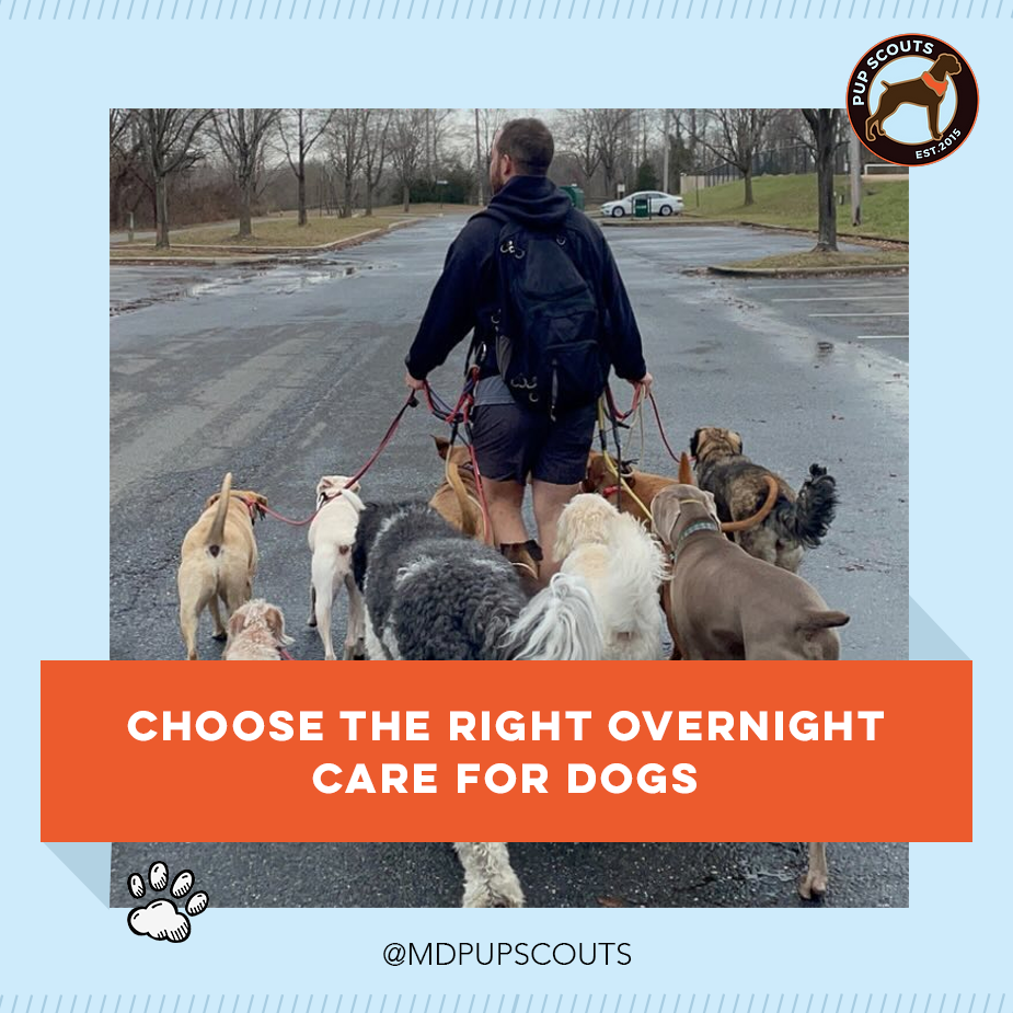 find the right dog night care