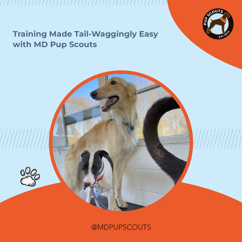 Discover the Top 5 Dog Training Exercises to Master