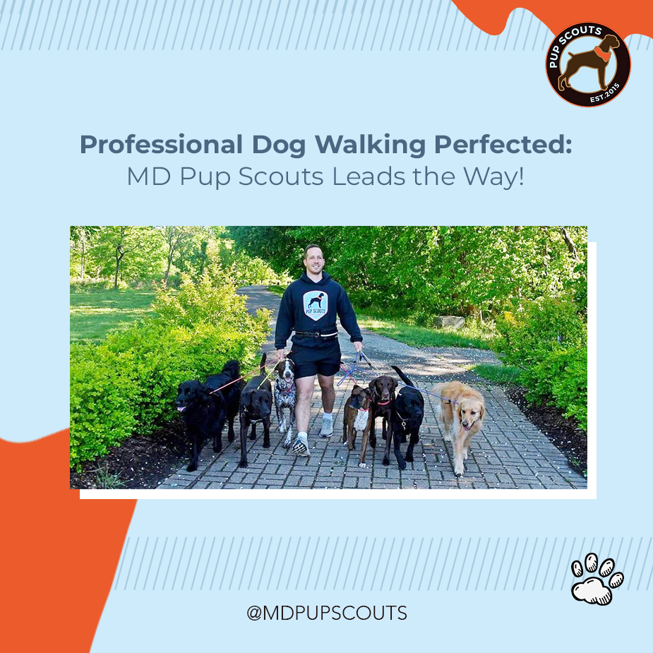 professional dog walker 