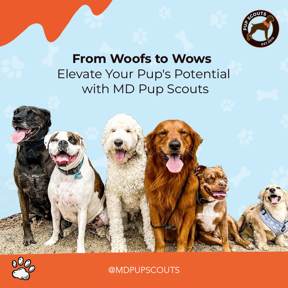 MD pup scouts’ professional dog training services