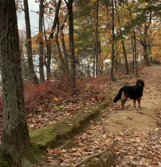 Truxton Park in Annapolis for Dog walking