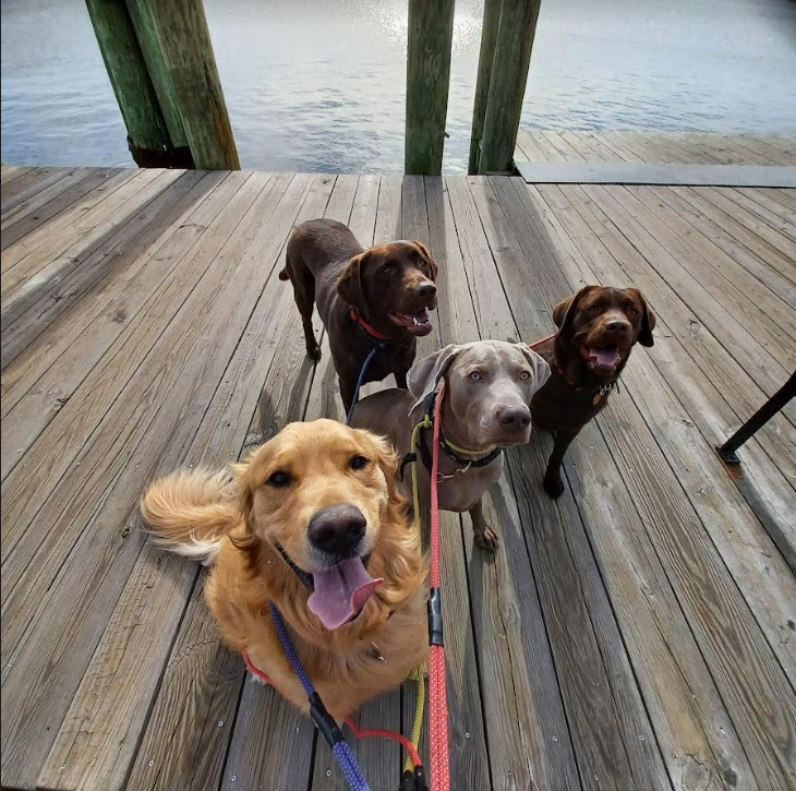 Annapolis Waterfront for Dog walking