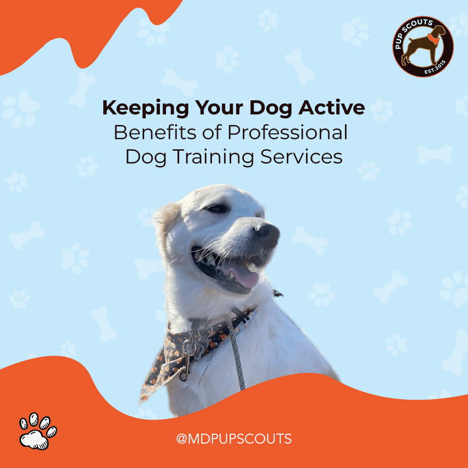 benefits of professional dog training services