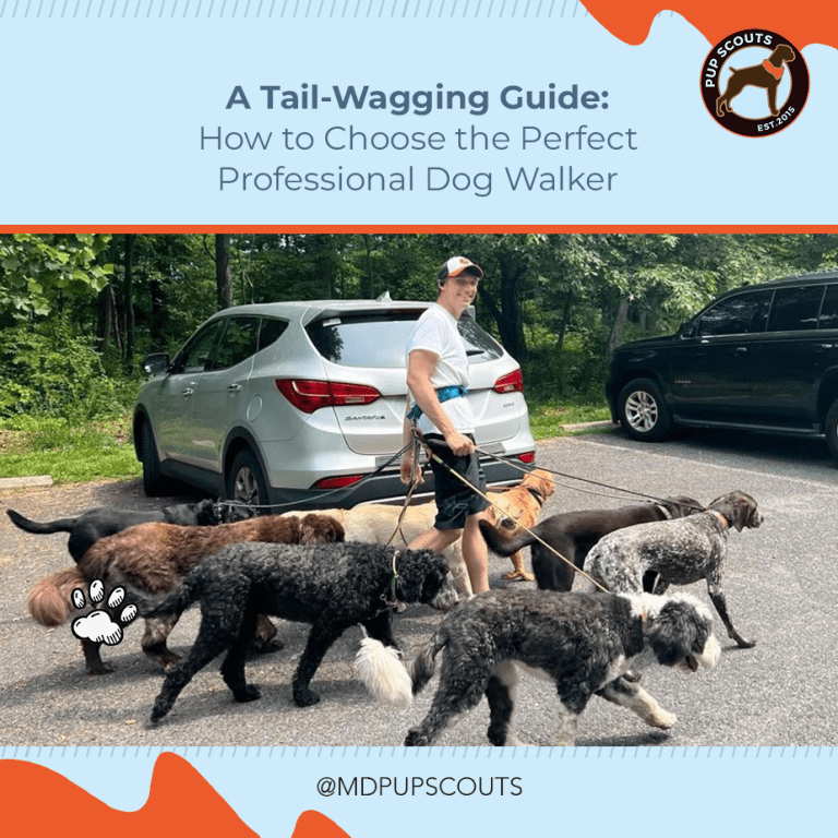 Professional Walker How to Choose a Professional Dog Walker | MD Pup Scouts