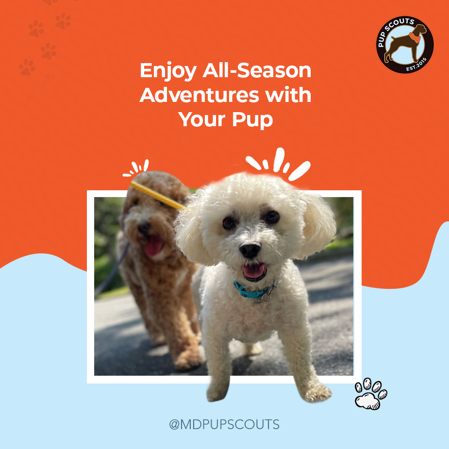 MD Pup Scouts provides dog walking services in all seasons