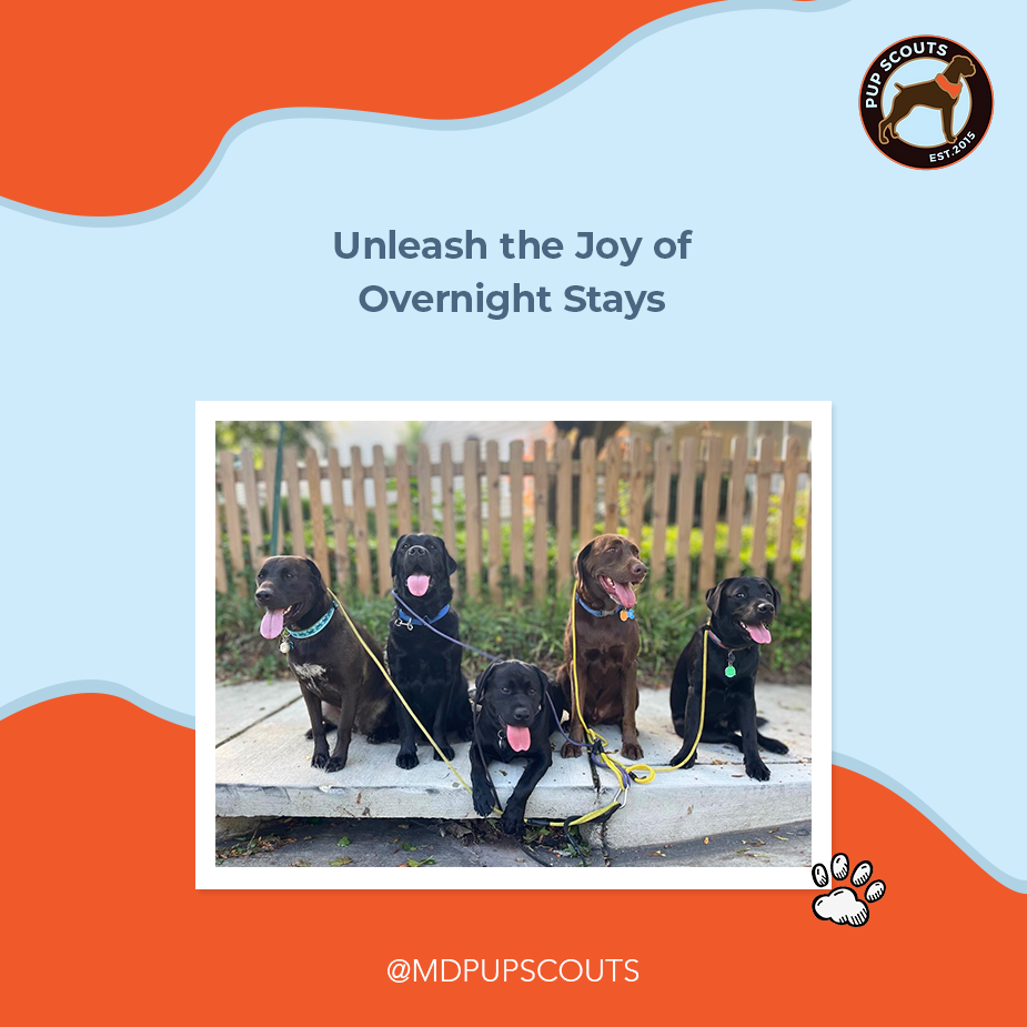 MD_Pup_Scouts_Joyful_Overnights