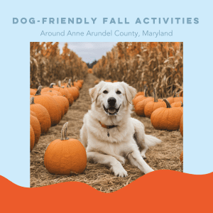 white dog laying among pumpkins in corn field