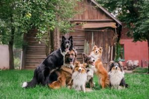 A group of dogs are playing together