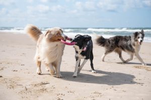 Beautiful dogs playing together by the sea