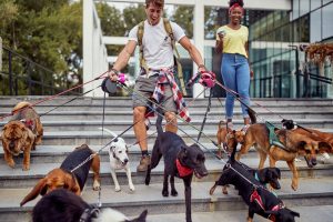 Happy young dog walker walking dogs on the street