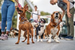 Close up shot of a group of dogs at the walk posing for a photo on a beautiful day