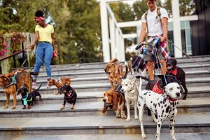 Young dog walkers on the job with a group of dogs on a beautiful day