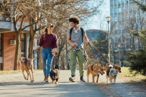 Young happy couple walking group of mixed breed dogs in the park