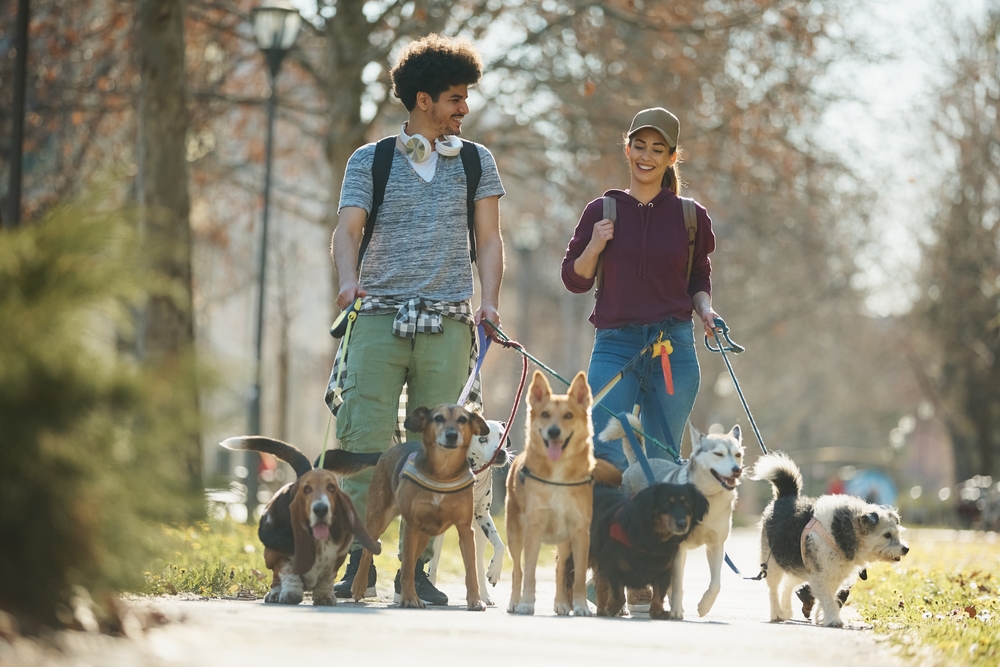 Young happy dog walkers walking pack of dogs on a leash in the park