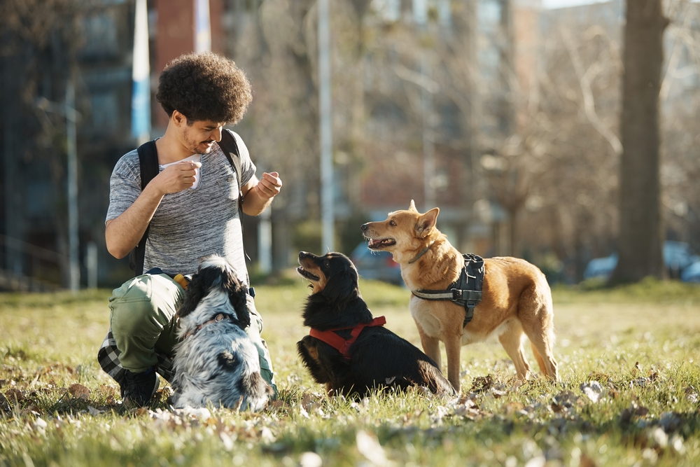 Happy dog walker and group of dogs enjoying in the park