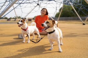 Teen girl in orange clothes sitting playground with her small cute white Jack Russell terriers pets with double leash