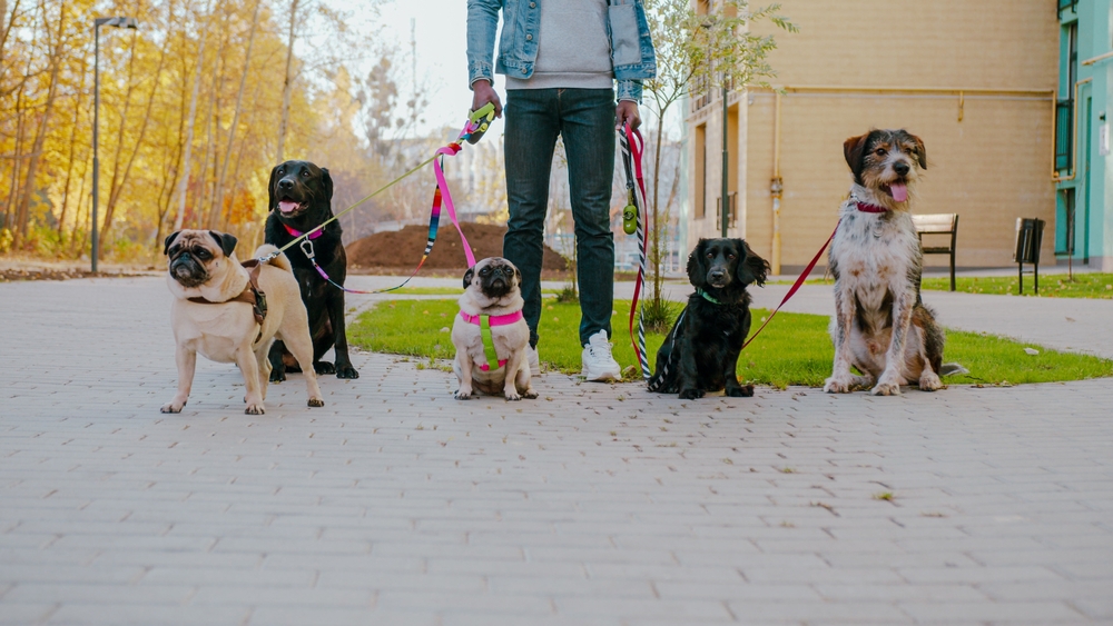 Close up of playful pet group sitting around professional dog walker at public area