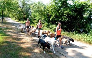 The dog walkers of Lake Harriet with about 16 dogs between 3 walkers